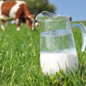 LAIT cru entier de vache - 2 litres - en seau -
